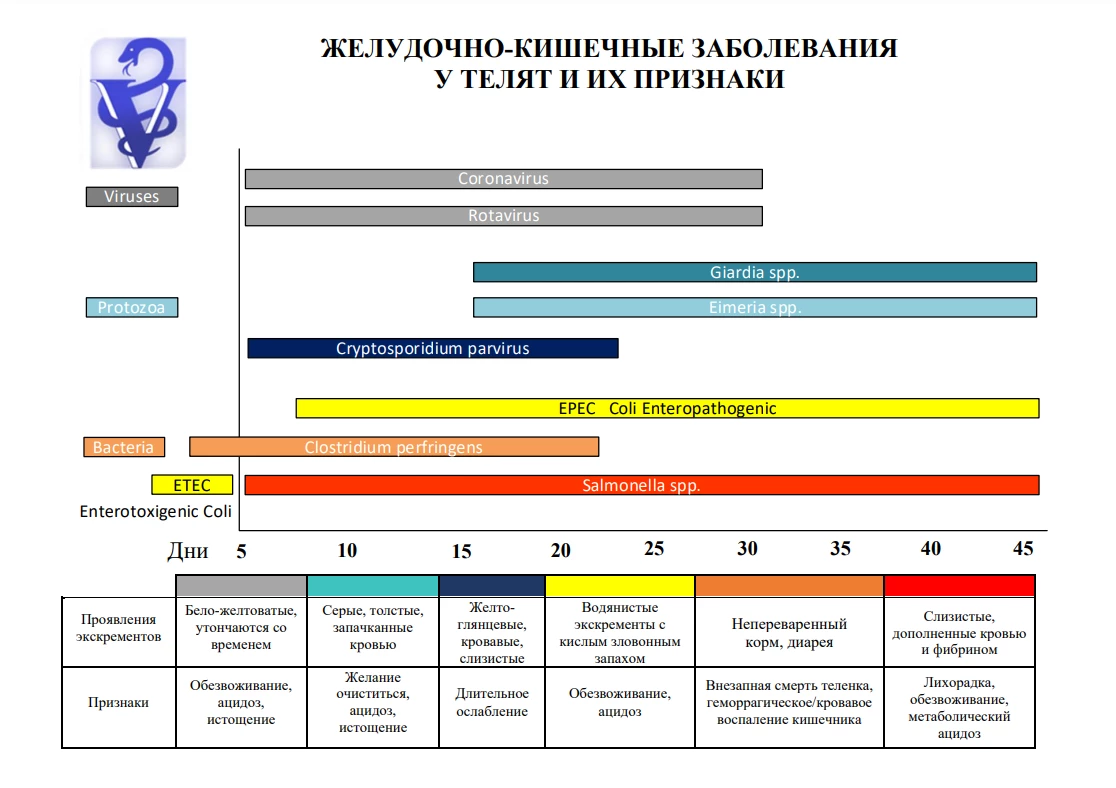 признаки заболеваний у телят